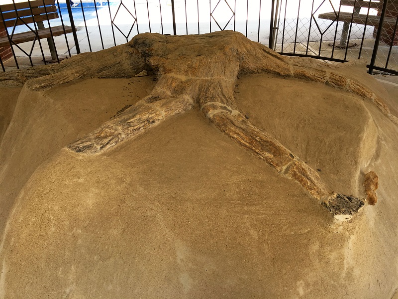 Upright (Standing) Fossil Tree Stumps, Fossils, Kentucky Geological